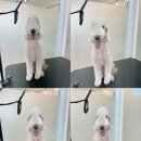 다녀오개 이미지