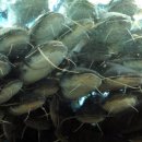 소양강민물집 이미지