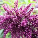 아마란스 이미지