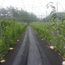 영아농장 이미지