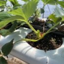 어미들 농장 | 20cm 간격 점적테이프는 우리농장 어미모 화분이랑 안맞는구나