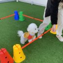 광주 애견유치원 애견호텔 플레이멍 이미지