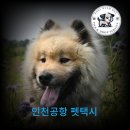 대전펫택시 이미지