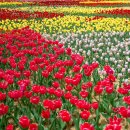 피나클랜드 이미지