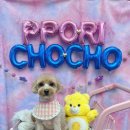 쁘니애견 이미지