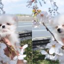 꽃개 이미지
