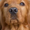 도그앤캣동물병원 이미지