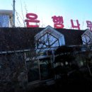 은행나무 주유소 이미지