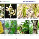 수목화 이미지