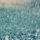 메이트 피티 이미지