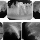 동물병원 더 메이 이미지