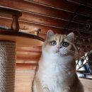 브리티쉬숏헤어 캐터리 이미지