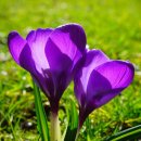 봄의향연 이미지