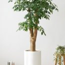 행복나무 이미지