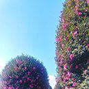 표선리-16 이미지