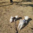 왈왈애견 이미지