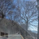 강아지 대통령 | 청주 청남대 강아지 동반 후기 | 반려견과 나들이 하기 좋은 청주 당일치기 여행