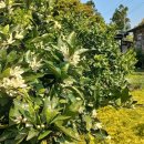 벚꽃향기민박 이미지