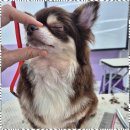 퍼피살롱 이미지