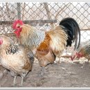 현인농원 이미지