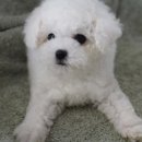 몽글몽글 이미지