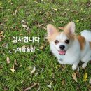 퍼피타운커피 이미지