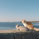 양지할아버지 이미지