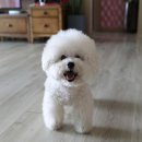 반려동물보감연구소 네이버블로그