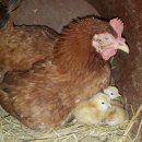 수주농장 이미지