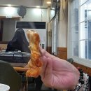 임곡원조춘천닭갈비 이미지