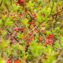 소묘·수채화 이미지