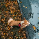 아이튼튼 동물병원 이미지