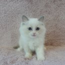 강남고양이분양 러브앤캣 이미지