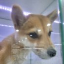 복실강아지 이미지