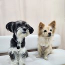 댕댕다방 이미지