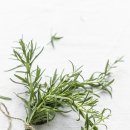 로즈마리숲 이미지