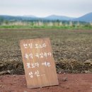 6월3일 ~ 9일 수국,장미,메밀 꽃길만 걸으러 제주도 일주일 살기 갑니다 이미지