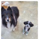 다산 애견훈련소 이미지