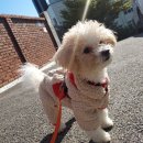 털로덮인친구들 서울상도점 이미지