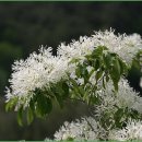 오교우사 | 입하(立夏)