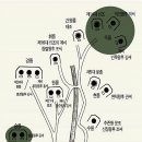 신재식 | 동구릉의 걷기모임과 동구릉 카페의 고교동창모임