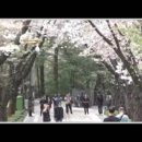 부천 도당동 벚꽃축제 이미지