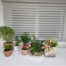 스테이 릴리 이미지