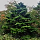 자라는나무 이미지