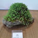 내 집의 분경 이미지