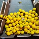 현옥농장 이미지