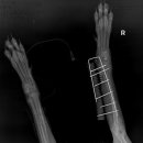 우리들동물메디컬센터 이미지