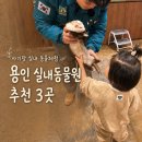 용인 아기랑 실내 동물원 3곳 추천 수달앤쥬·헤븐온어스·리프플레이스 비교 후기