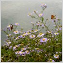 향-고향의 정 이미지