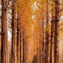 군청 메타세콰이어길 이미지